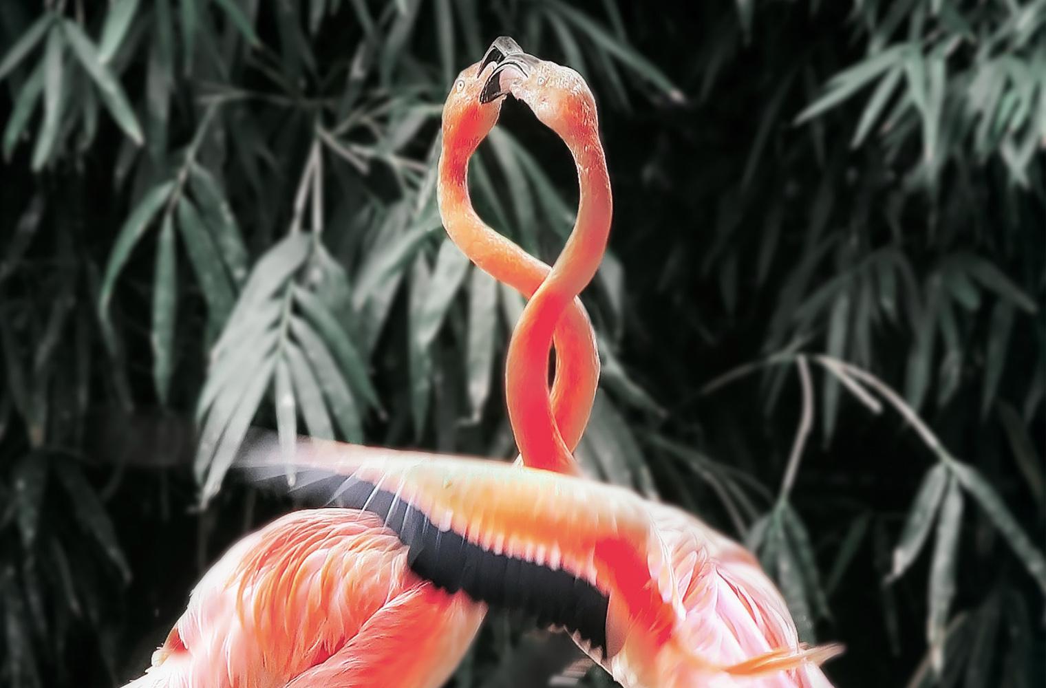 two birds intertwined representing the article "Always Better Together: Using HubSpot With eCommerce Platforms"